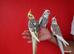 Super silly hand tamed baby cockatiels