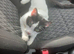 Male cat