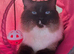 Male ragdoll