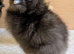 Day Old. Silkie Chickens