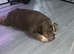 Female English bulldog for sale