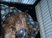 One girl f1b cavapoo