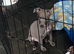 Last beautiful blue boy ready now! Health checked vaccinated and chipped