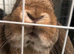 Lop brothers bucks