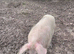 BOAR PIG LOOKING FOR NEW HOME