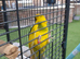 Kakariki hen 6 months old  &pound;70
