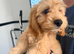 Cocopoo puppies for sale