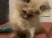 Gorgeous ragdolls