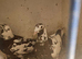 meluman cock birds