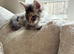 Maine Coon Kittens