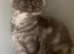 Full Maine coon male kittens