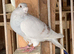 Show racer Mealy Cock beautiful pigeon