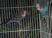 Baby budgies looking for their forever homes