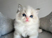 Registered Ragdoll kittens for sale