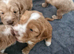 Beautiful Cockerpoo Puppies