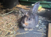 8 week old female lop