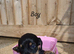 KC registered miniature dachshunds puppies