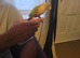 pineapple conure