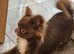 Stud louie longhaired Russian Chihuahua