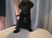 Staffy cross Mastiff pups