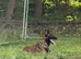 Trained 3-Year-Old Belgian Malinois 'Tank' - Great Family & Security Dog
