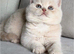 Gccf kittens available
