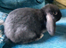 Mini lop baby bunnies