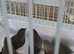 African quailfinch for sale x5