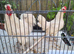 Pair of silky cockeral and bentum hen white