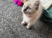 Bluepoint Ragdoll female