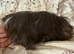 Peruvian sows