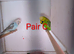 bonded budgie breeding pairs and double cage