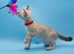 TICA Registered – Beautiful Snow Lynx Bengal Girls Available