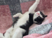 3 Gorgeous Female Kittens – Ready Now – £150 Each