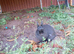 Netherland dwarfs for sale