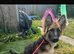 Beautiful male gsd for sale!