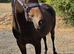 15.3 Bay tb mare 4 yrs