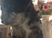 Available Thursday mini poodles £1250.