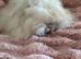 Angora babies