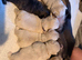 French bulldog puppies