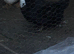 Pair of female ducks