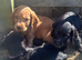 Working cocker spaniels
