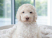 Stunning standard poodle puppies looking loving homes