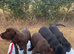 ️Beautiful litter of Spanador Puppies.