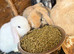 Gorgeous mini lop babies