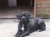 Girl boerboel