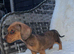 Dachshunds