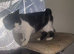 1 year girl bobtail