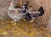*REDUCED* Crested Cream Legbars