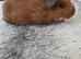 2 boars ready to reserve